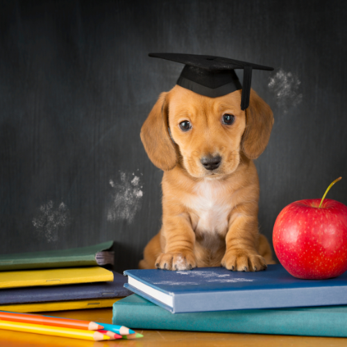 Creating a Safe Place for Dogs When Kids Go Back to School
