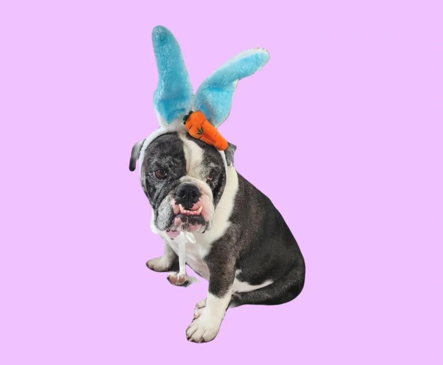 Safe Easter Treats for Dogs Pixie Sticks Dog Boutique