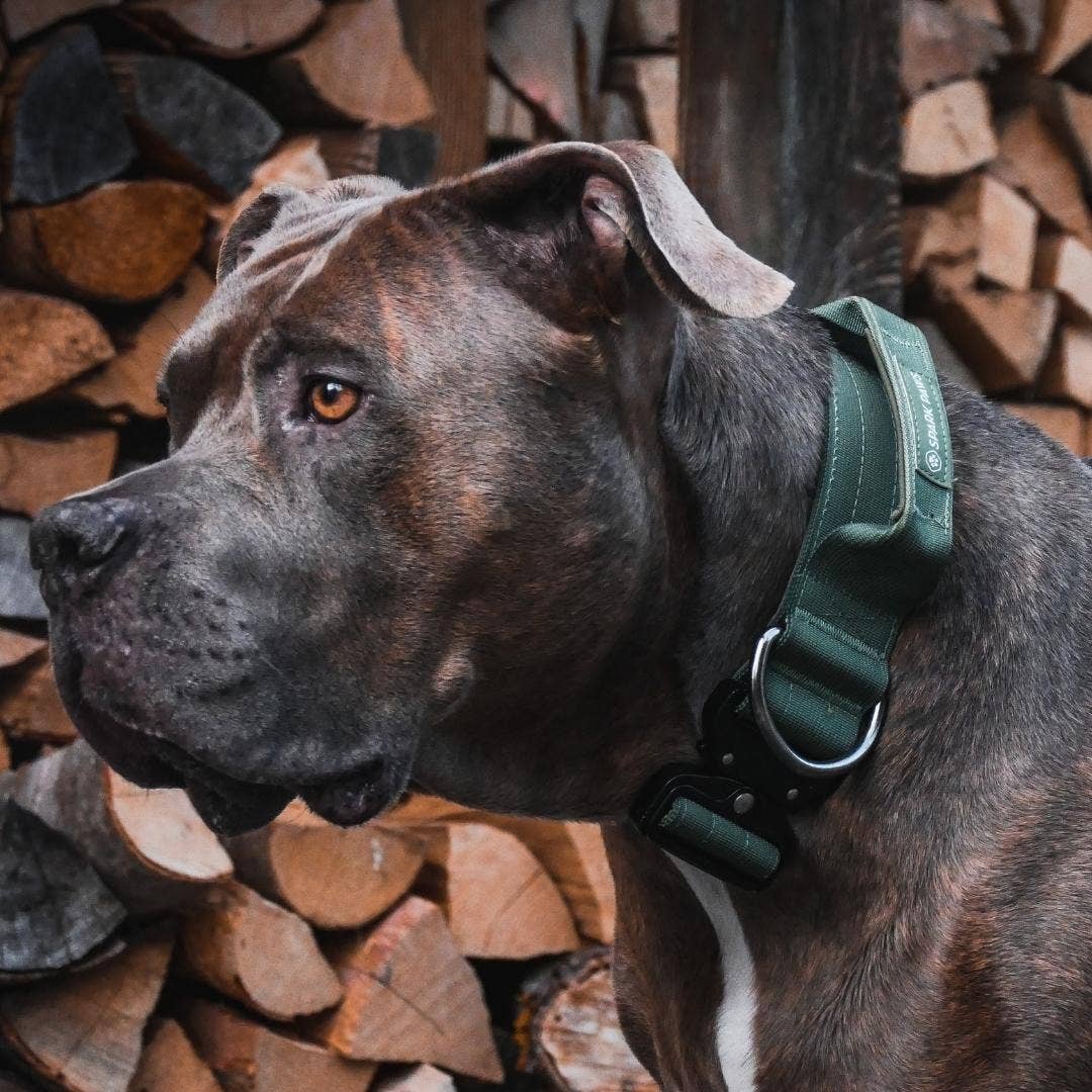Tactical Dog Collar - Army Green