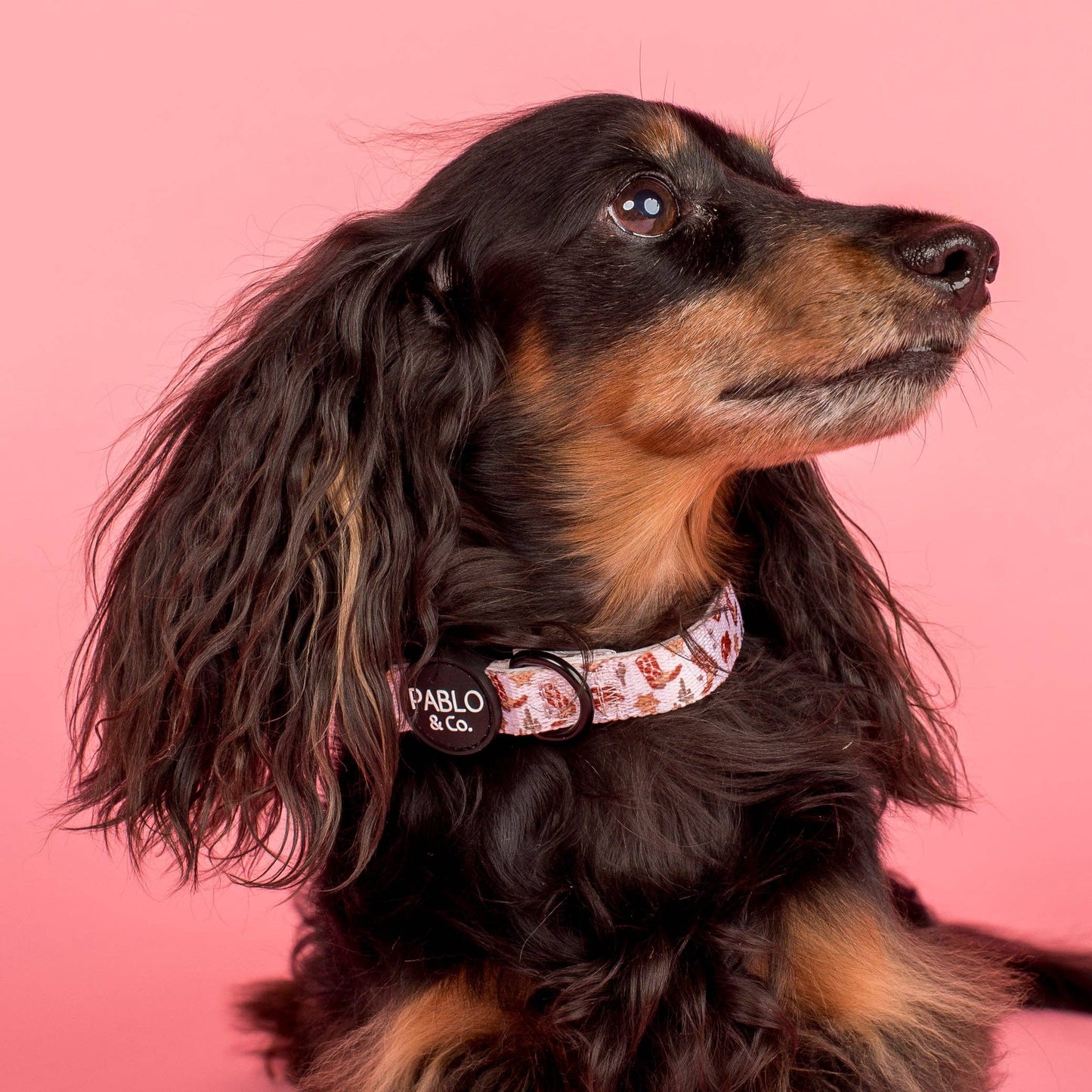 Howdy Dog Collar