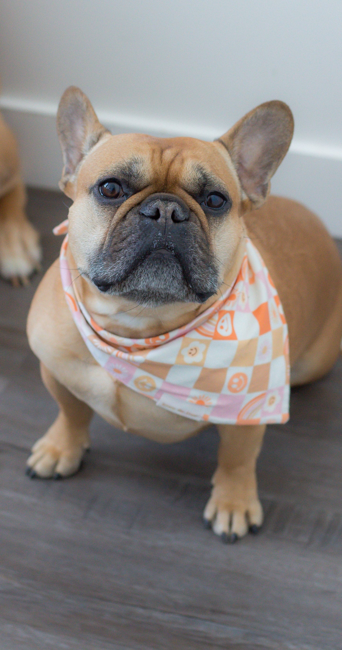 Sunshine Vibin’ Dog Bandana - Assorted Sizes