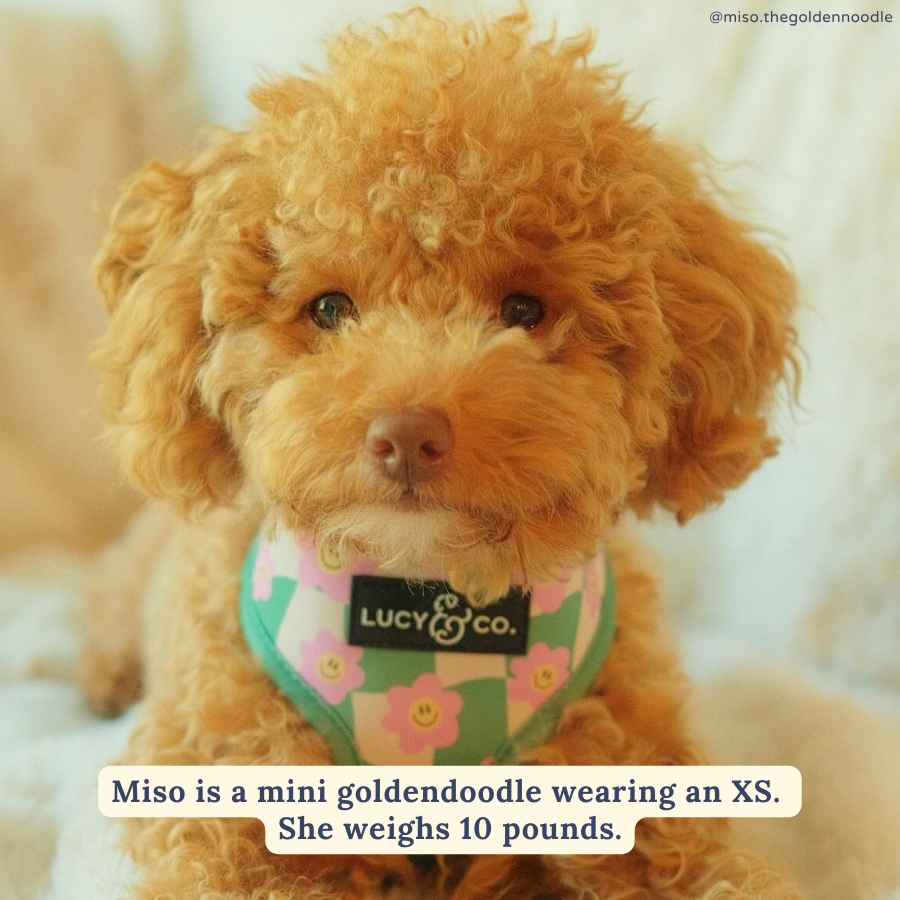 Just Chill Reversible Dog Harness