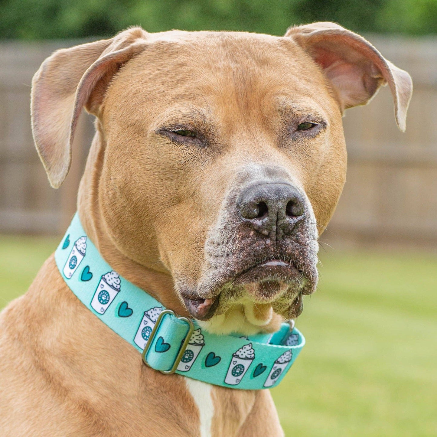 Pup Cups Dog Collar - Green