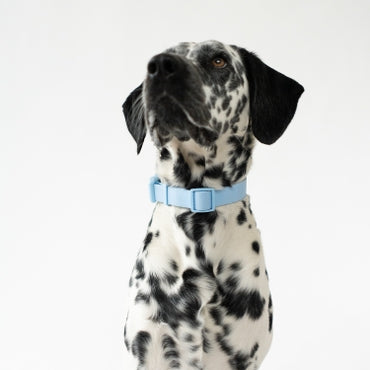 Waterproof + Adjustable Dog Collar - Assorted Colors