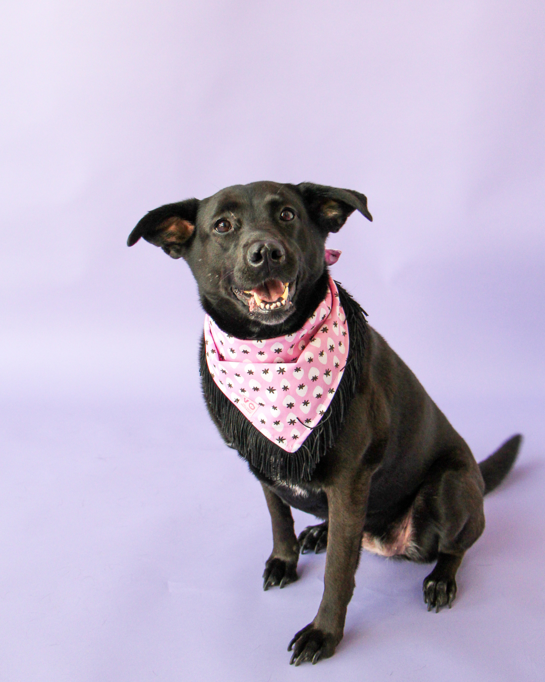Punk Strawberry with Black Fringe Dog Bandana