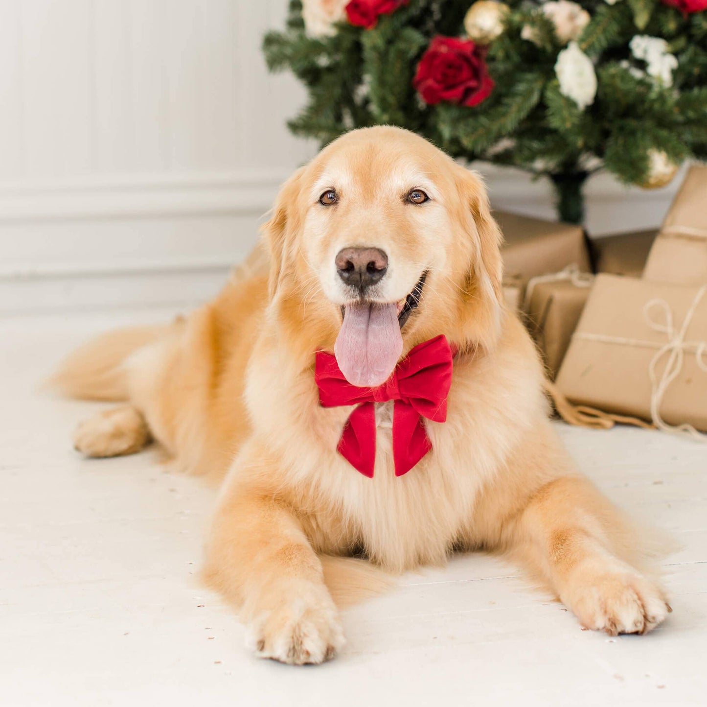 Cranberry Velvet Lady Dog Bow
