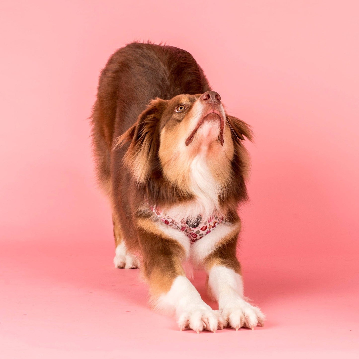 Primrose Adjustable Dog Harness