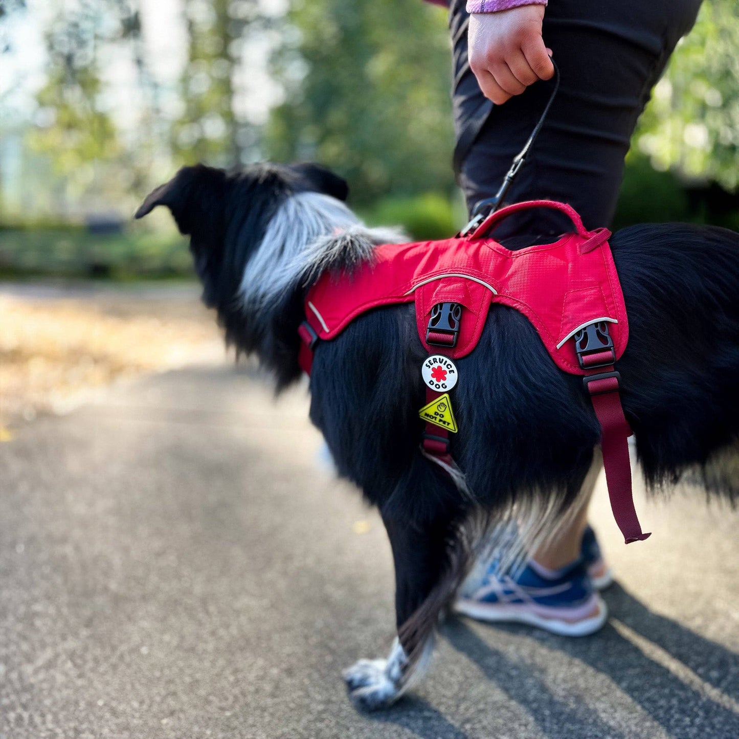 Service Dog Jiby