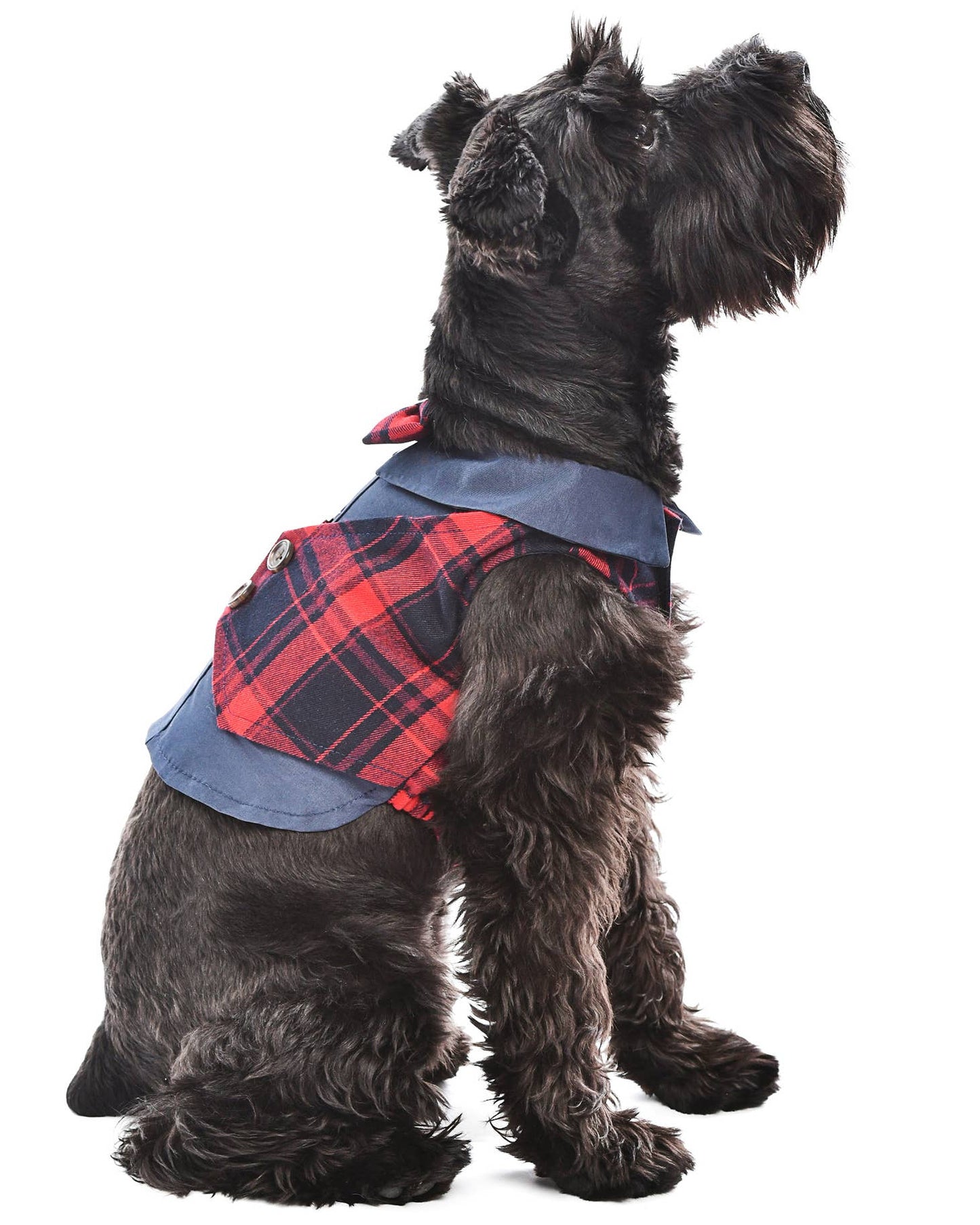 Scottish Tuxedo - Red/Blue