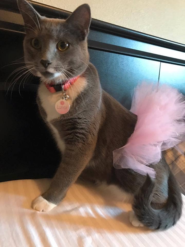 Pink Dog Tutu/Skirt