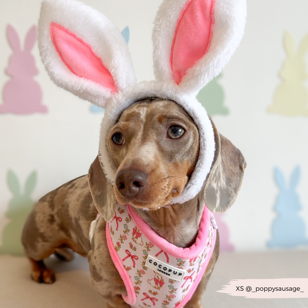 Dog Easter Bunny Ears