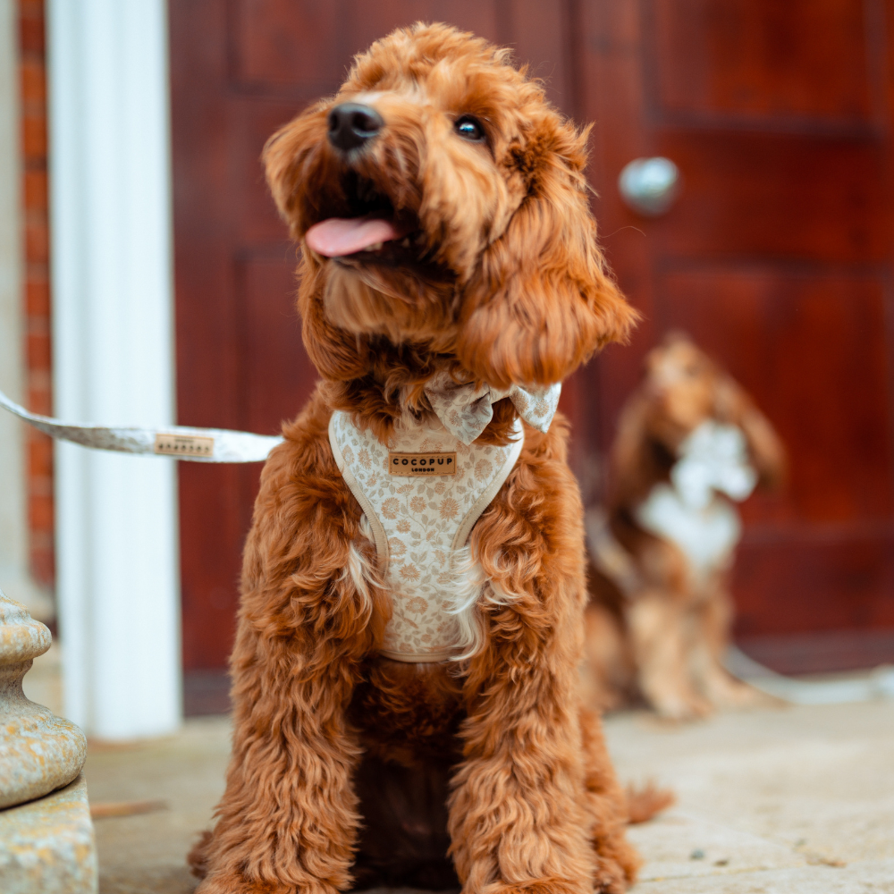 Luxe Adjustable Neck Harness - Garden Meadow