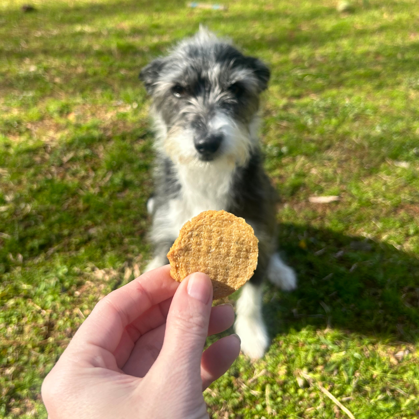 Fish Chips Dog Treats: Standard 4oz