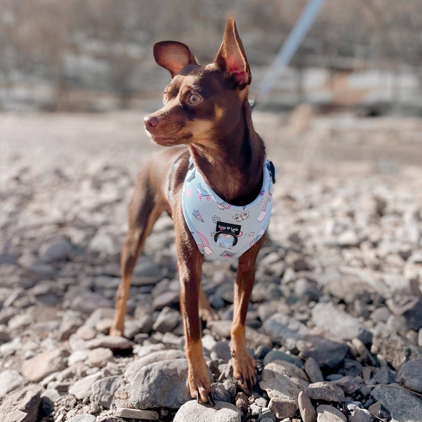 Just Roll With It Dog Harness