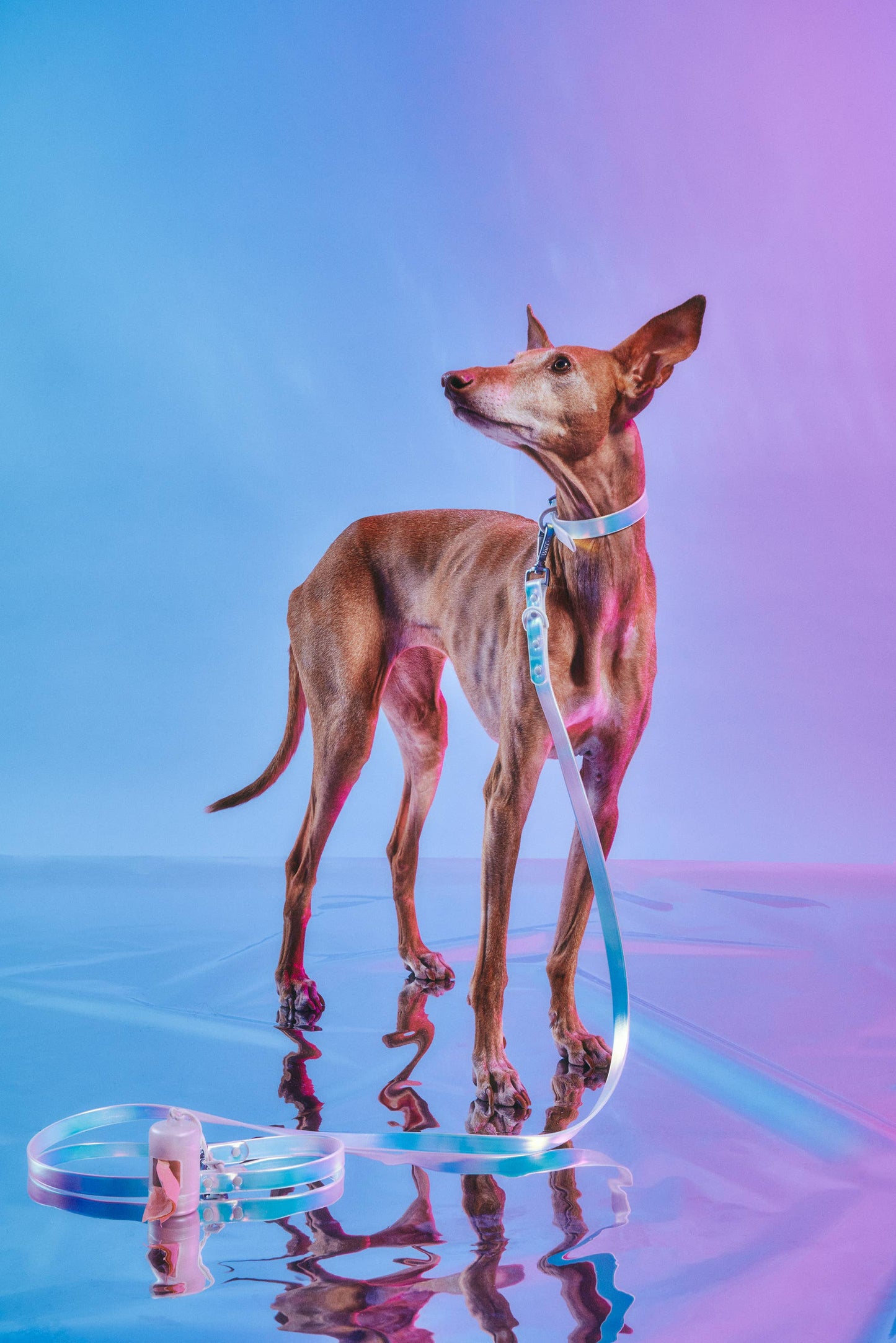 Dog Collar - Holographic Lunar