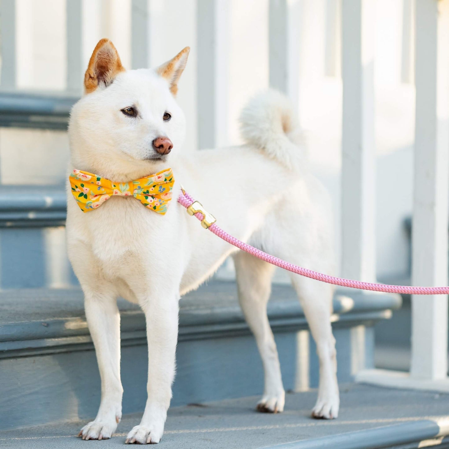 Orchid Marine Rope Dog Leash: 5 Feet