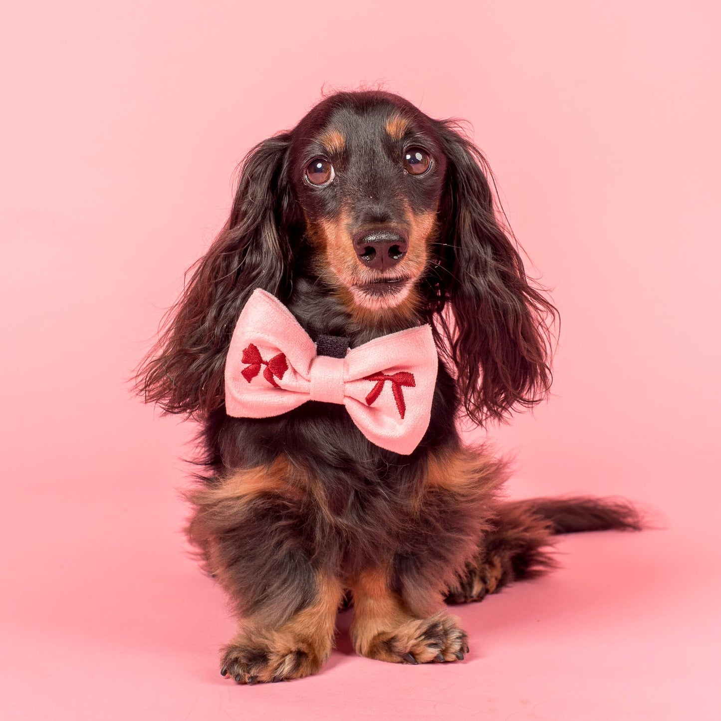Velvet Blush Bows Embroidered Dog Bow Tie