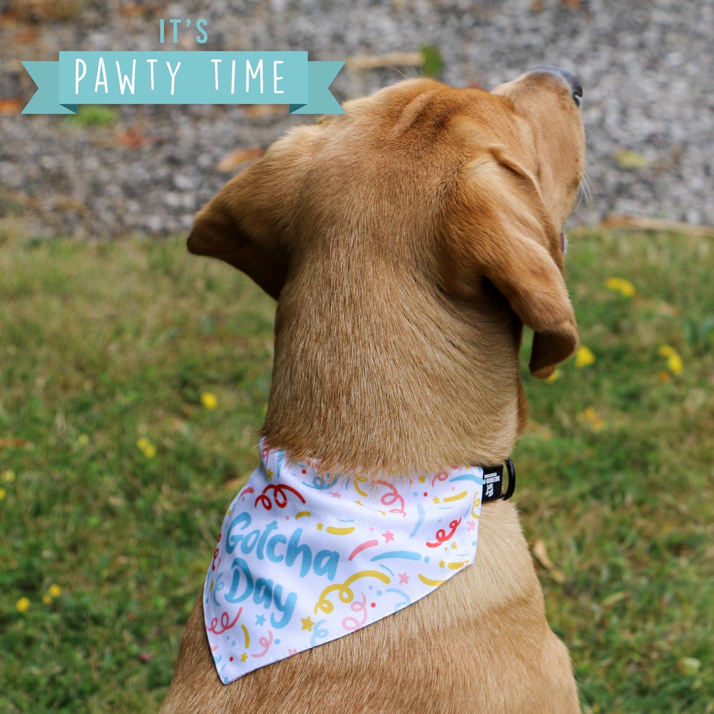 Pawty Time Gotcha Day Bandana - Assorted Sizes