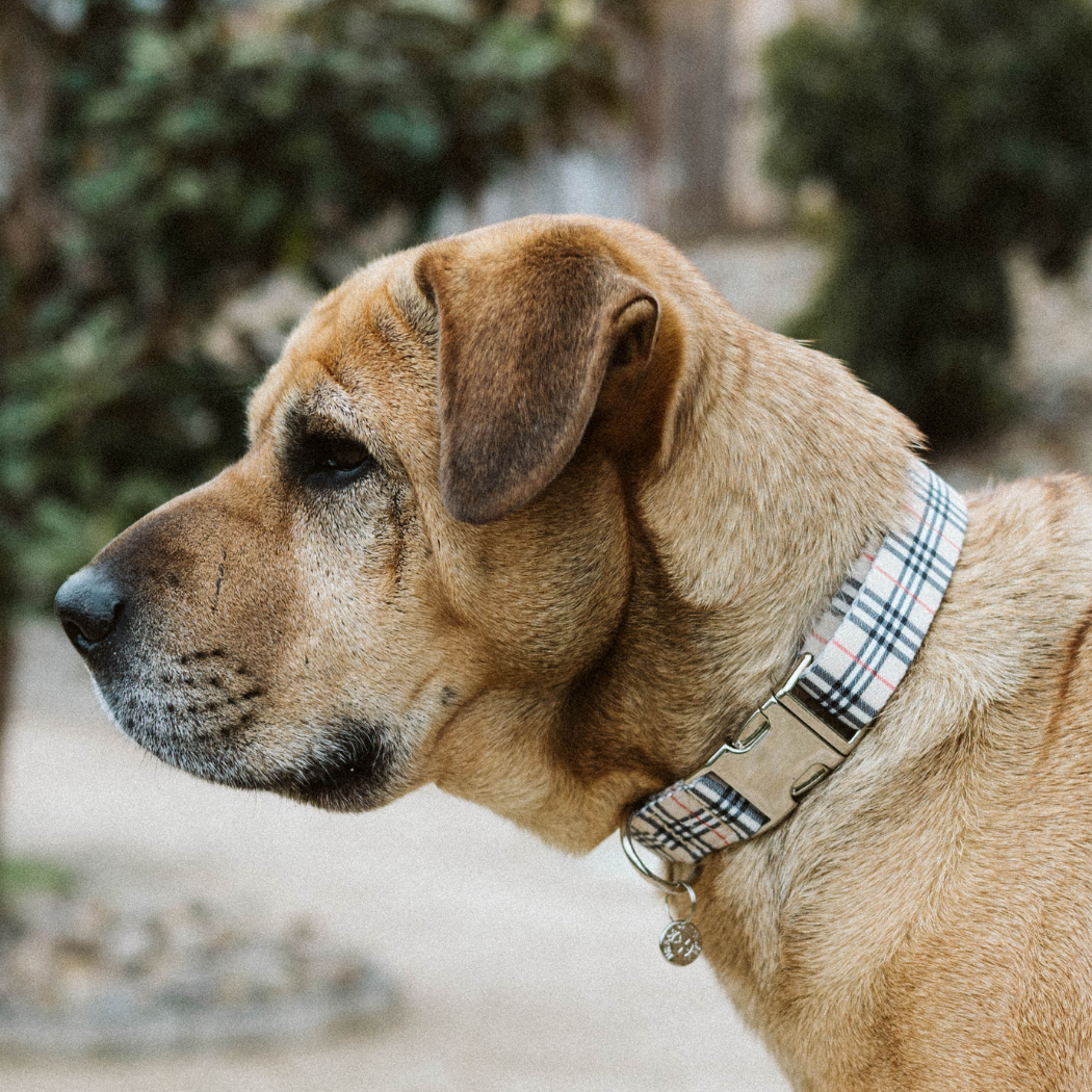 Dog Collar - Beige Plaid
