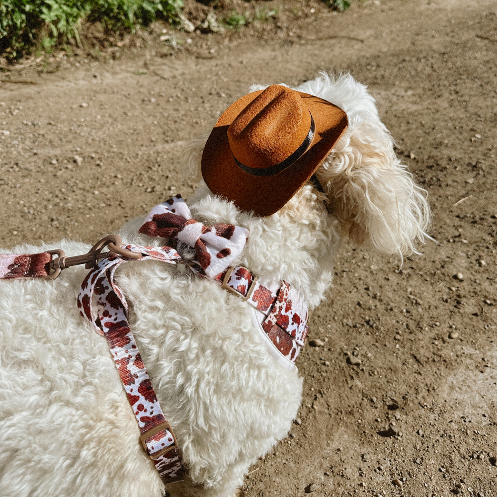 Rodeo Pup Bow Tie