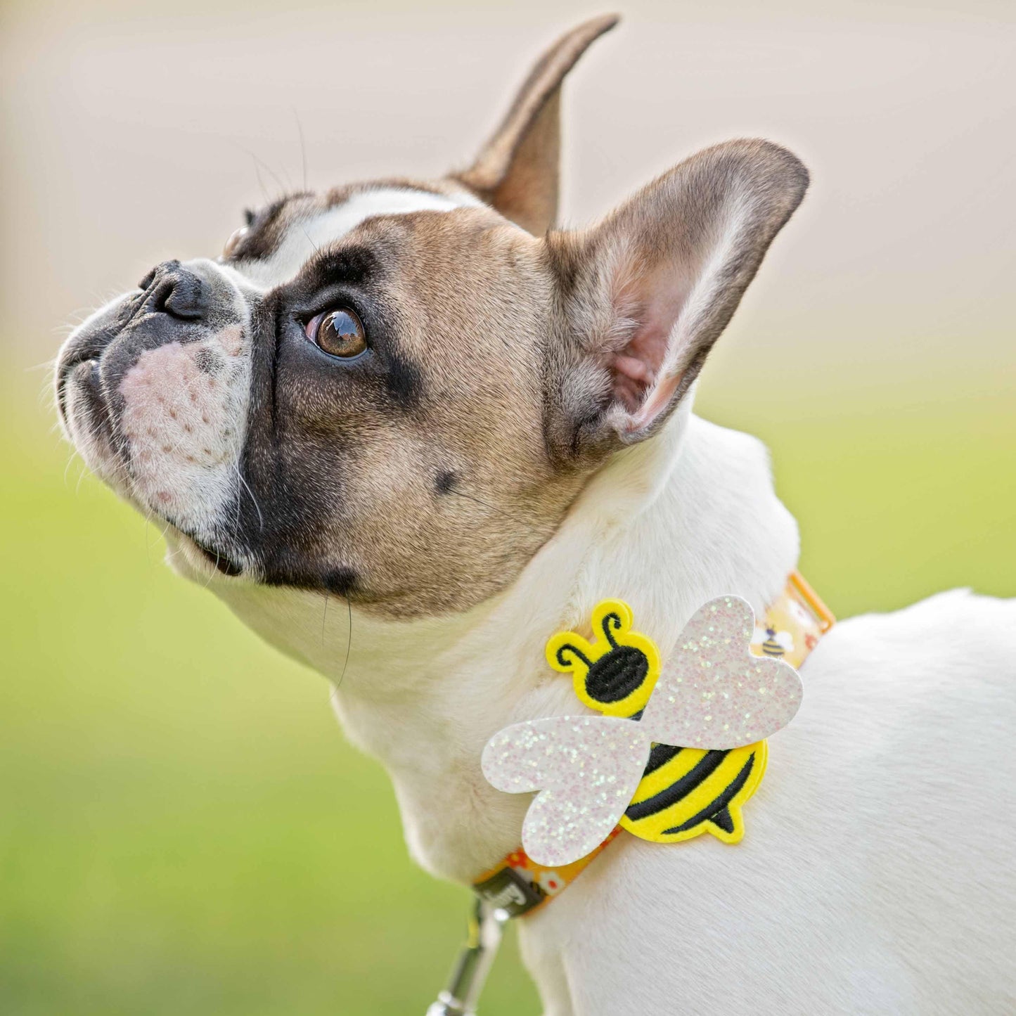 Dog Collar - Busy Bees