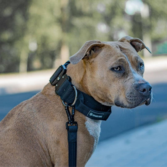 Tactical Dog Collar - Black