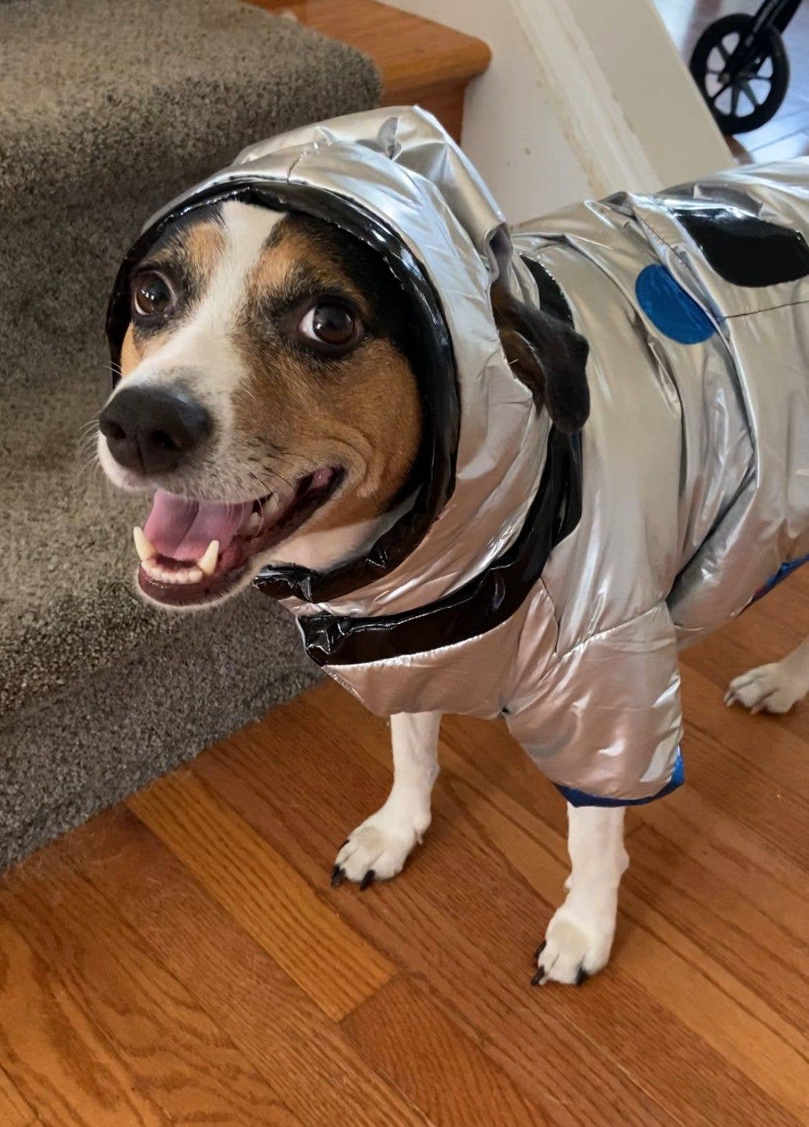 El disfraz galáctico de Halloween para perro