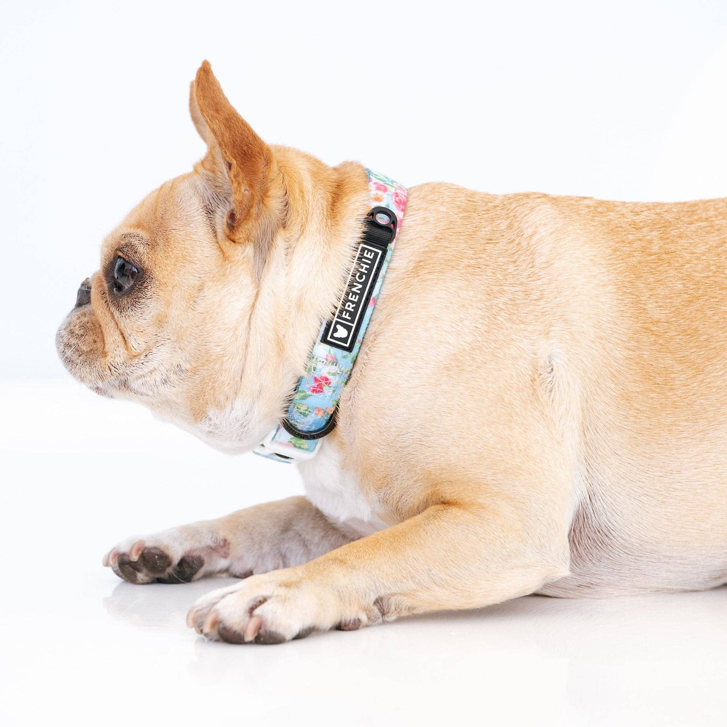 Frenchie Comfort Collar - Secret Garden