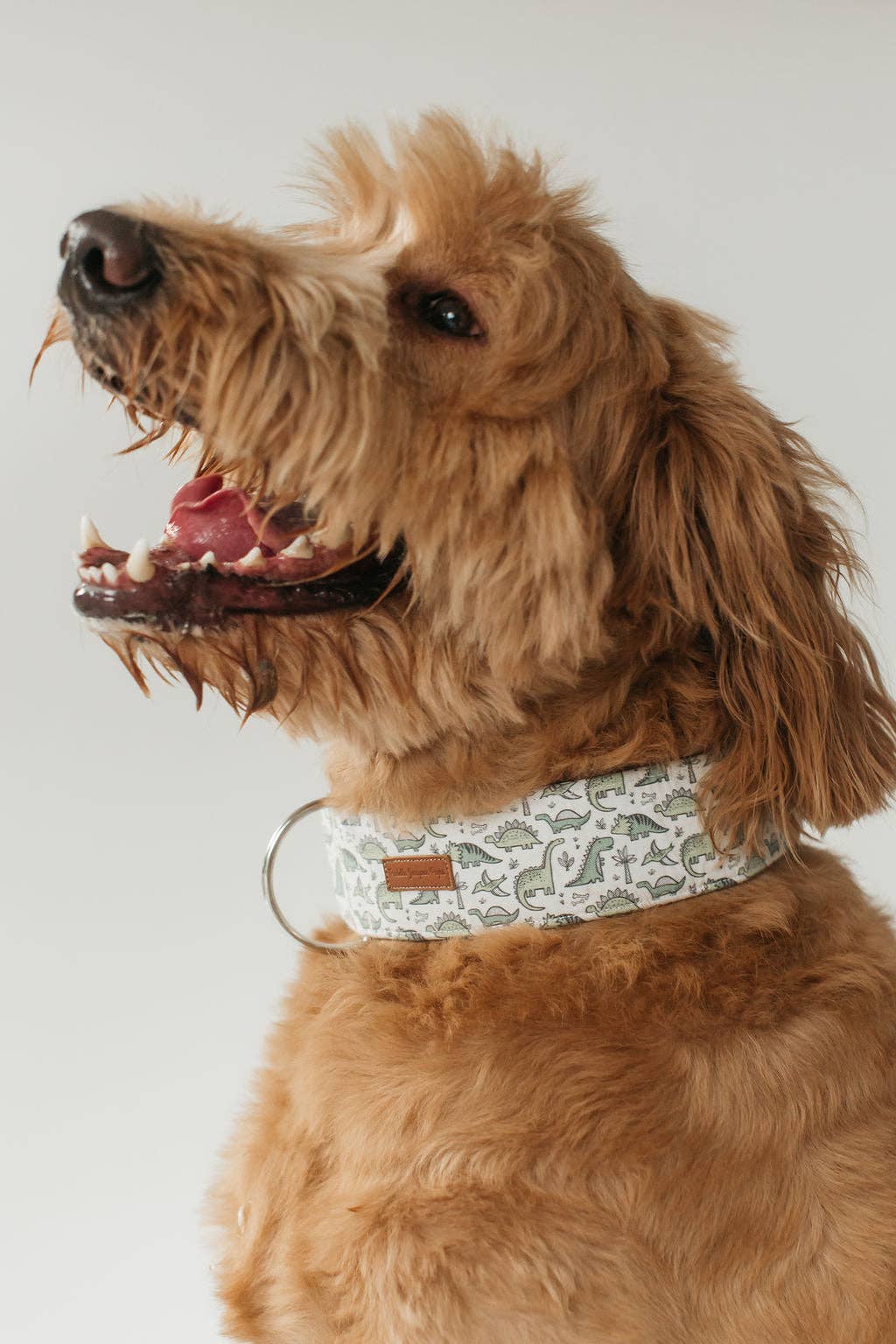 Jude Dog Collar