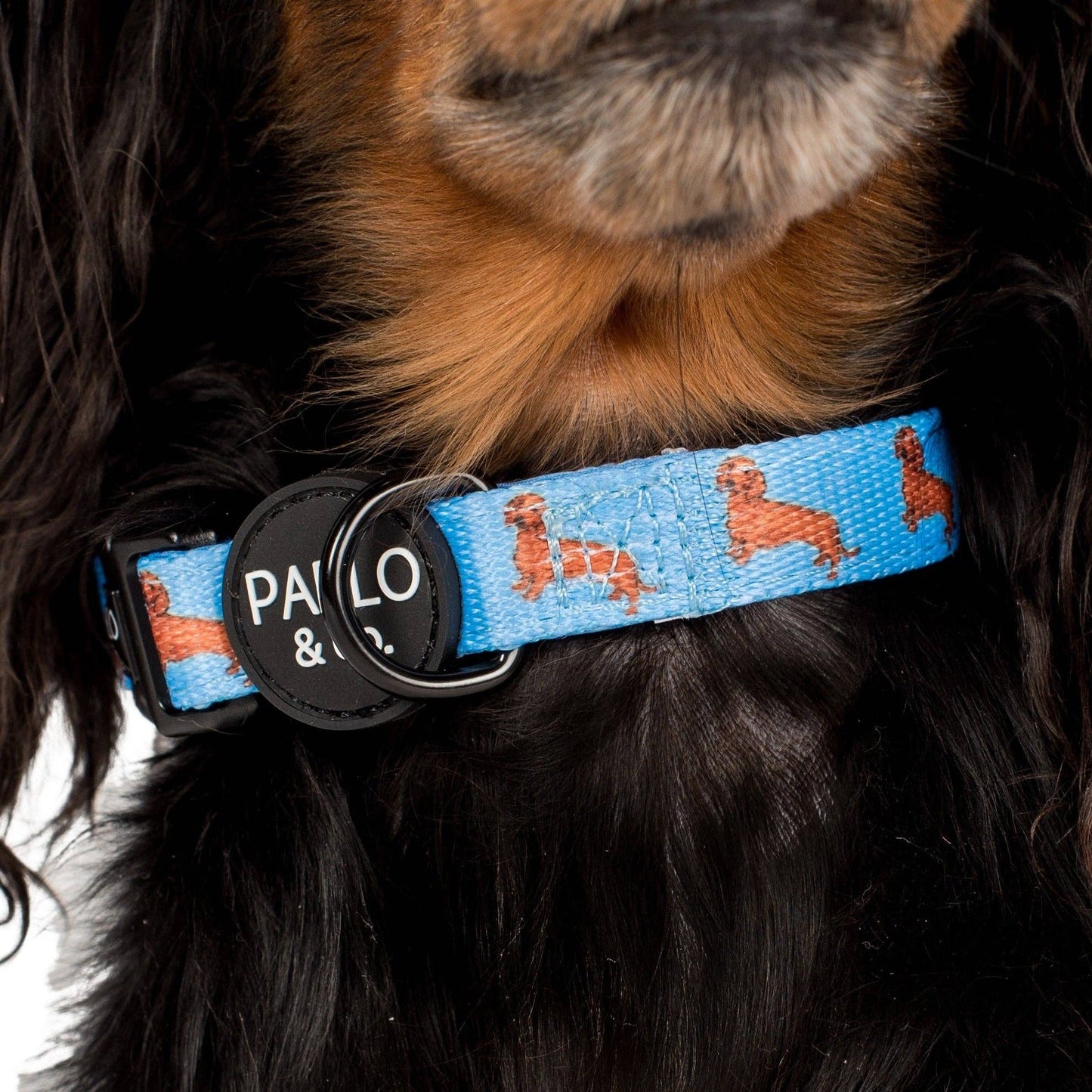 Collar para perro salchicha