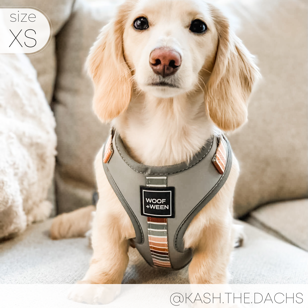 Adjustable Dog Harness - Sage Sunset