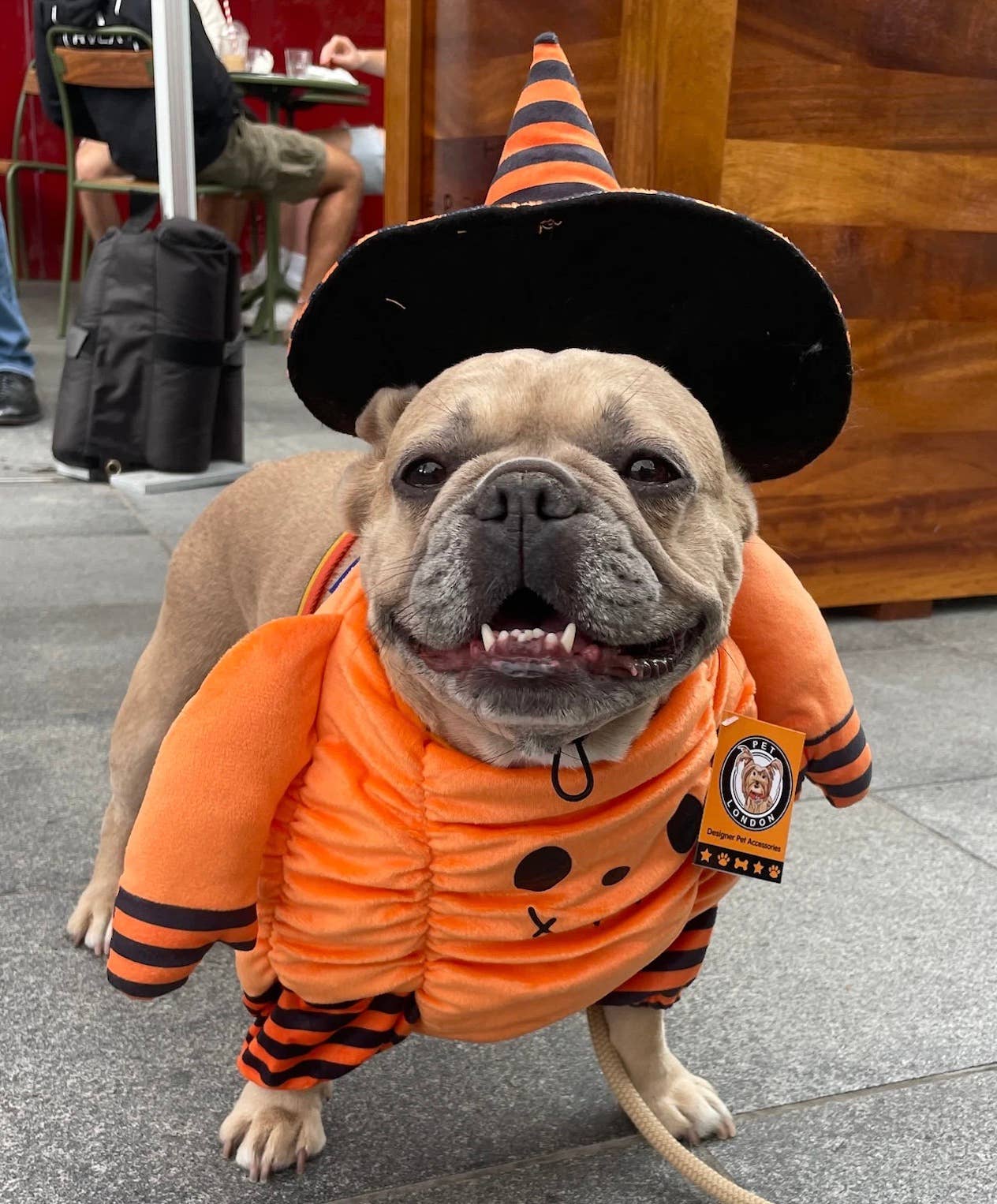 Halloween Pumpkin Dog Costume