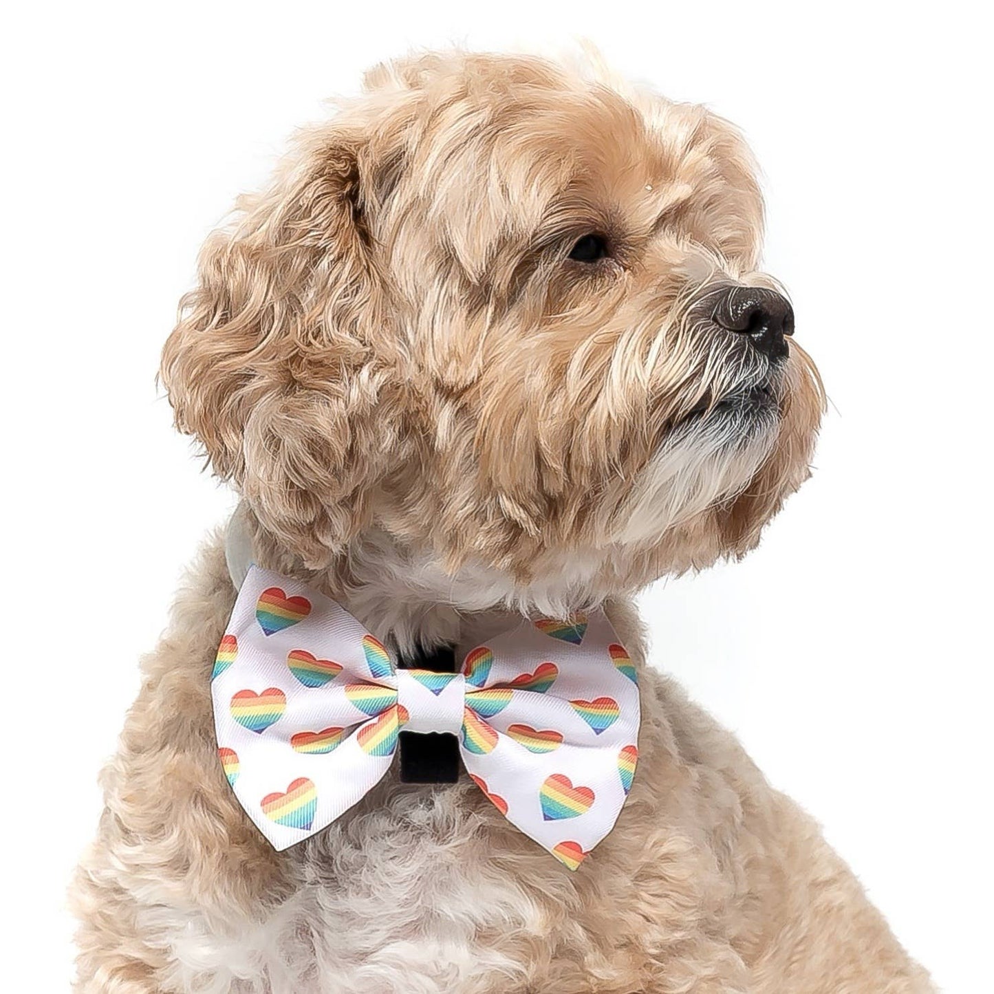 Love is Love - Dog Collar Bow Tie