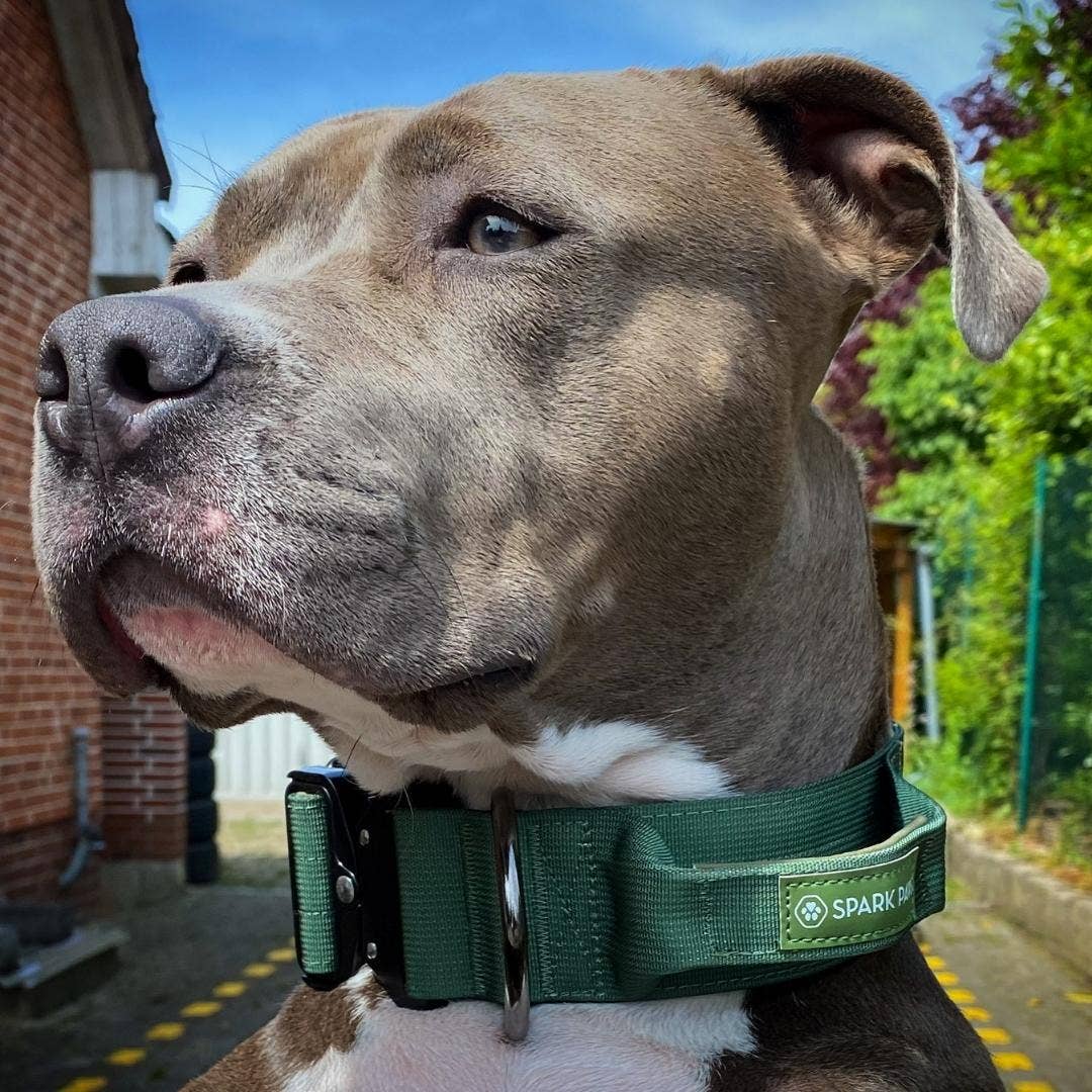 Tactical Dog Collar - Army Green