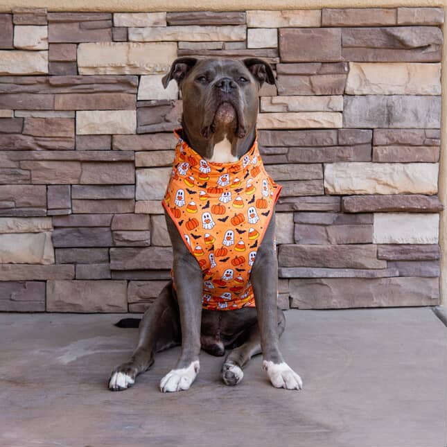 Paw-ranormal Activity Muscle Tee
