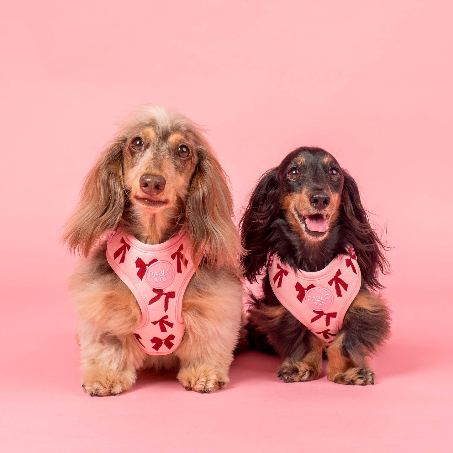 Velvet Blush Bows Adjustable Dog Harness