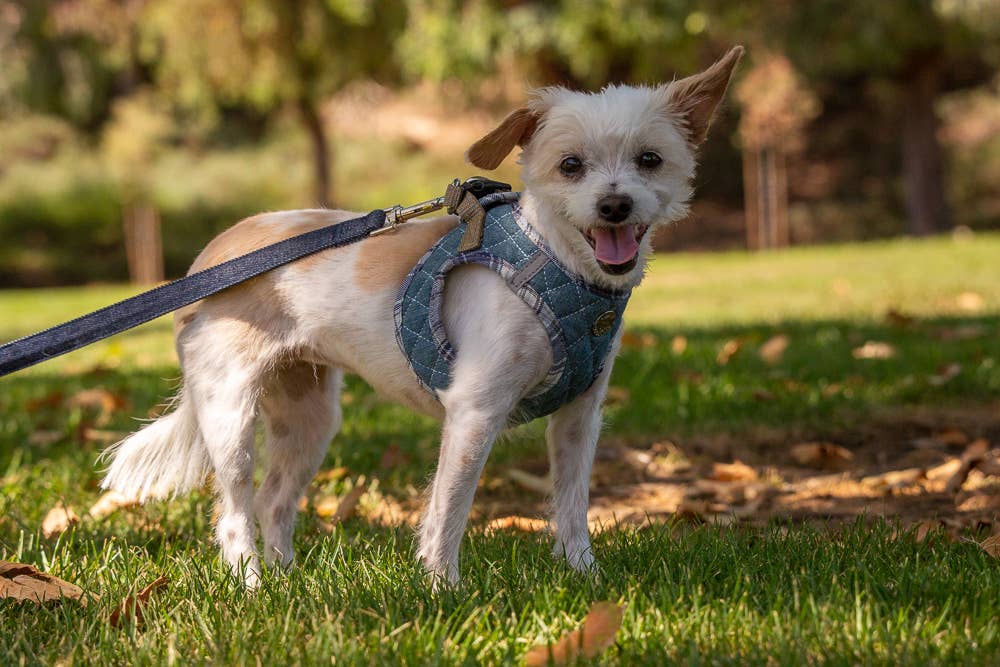 Step-In Denim Harness - Blue Plaid