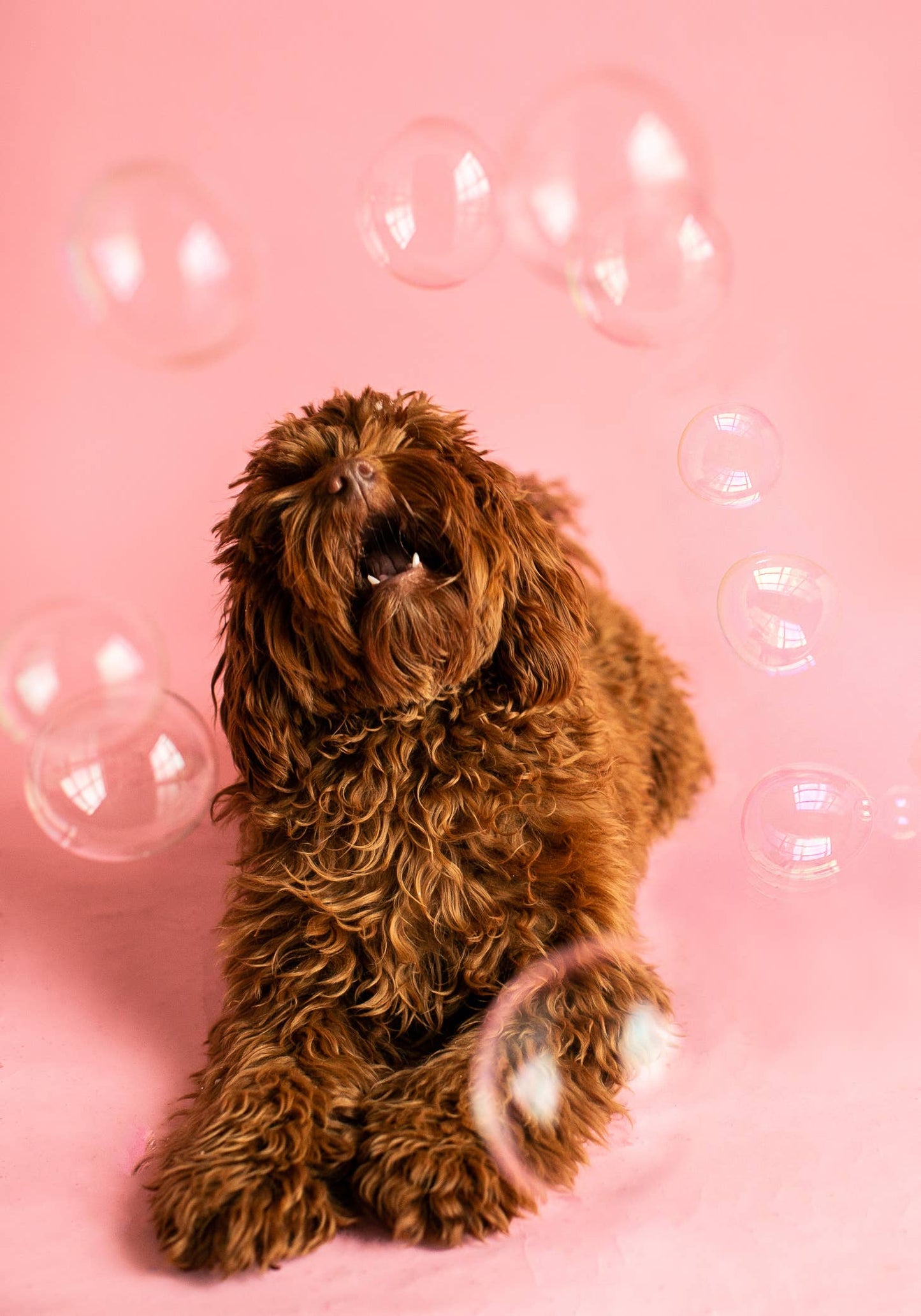 Meaty Bubbles - Assorted Flavors