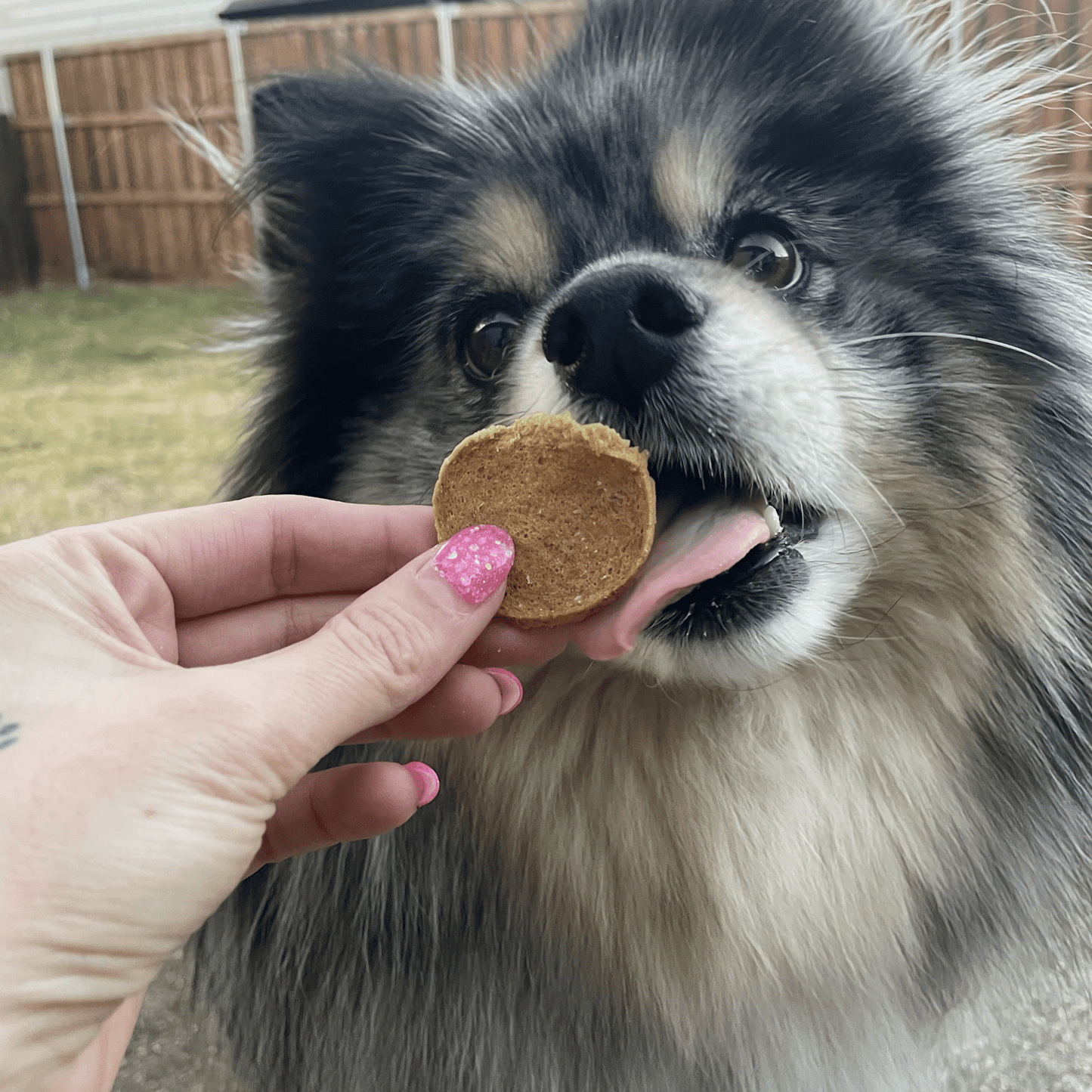 Fish Chips Dog Treats: Standard 4oz