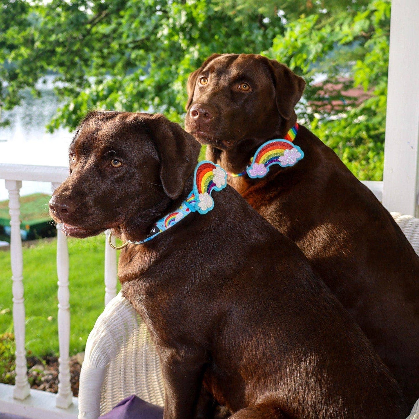 Perfect Rainbow Dog Collar