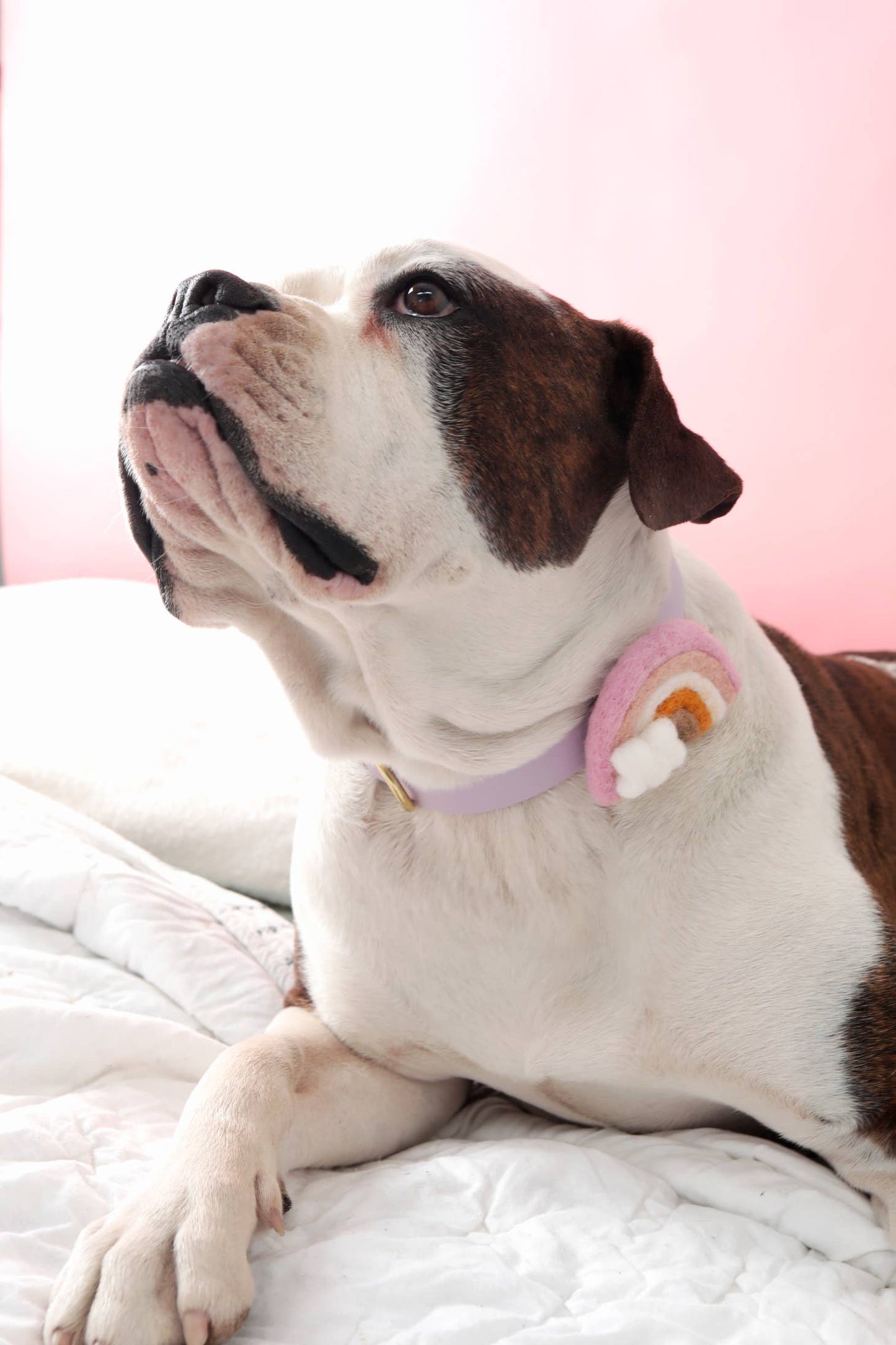 Rainbow Dog Collar Accessory - Pastel