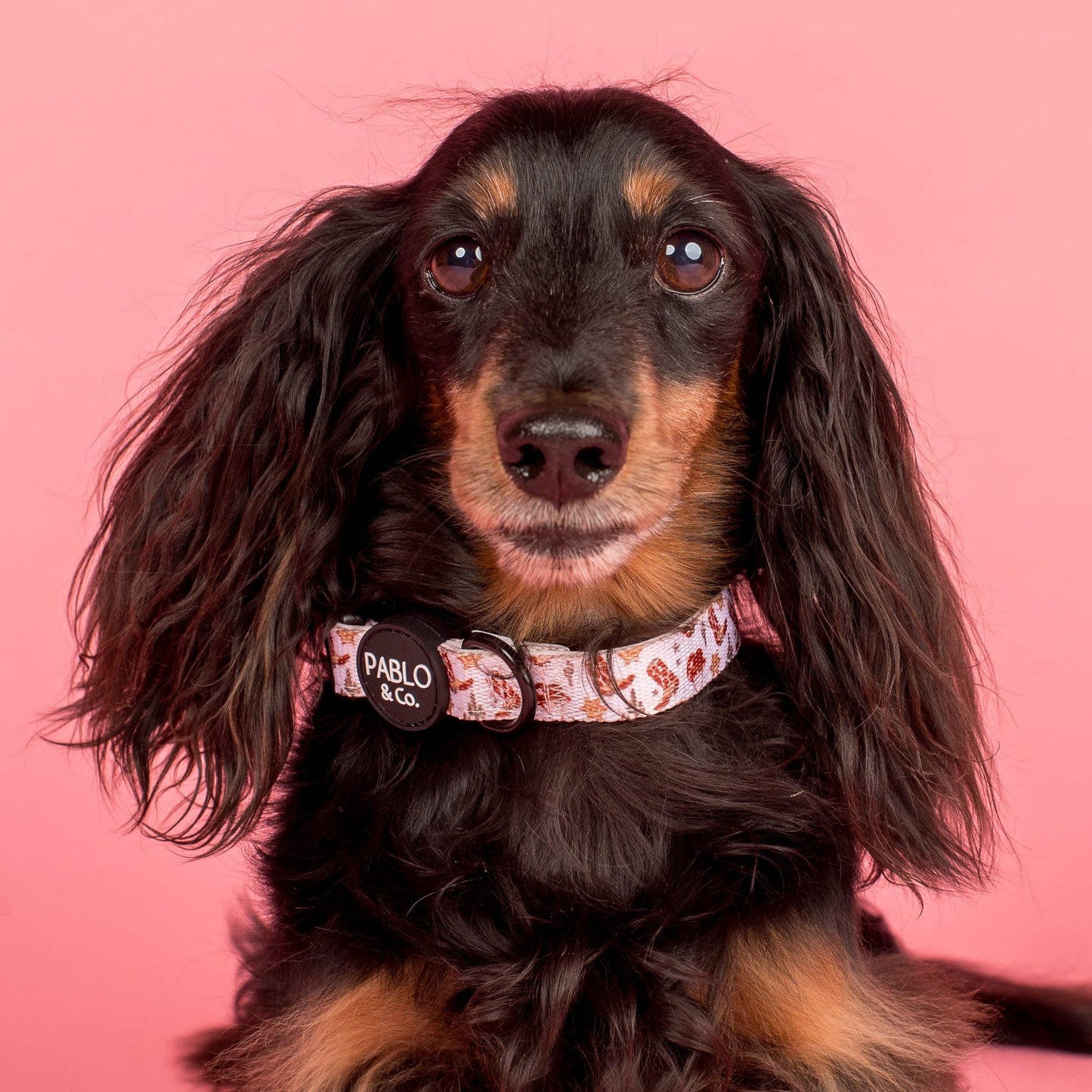 Howdy Dog Collar