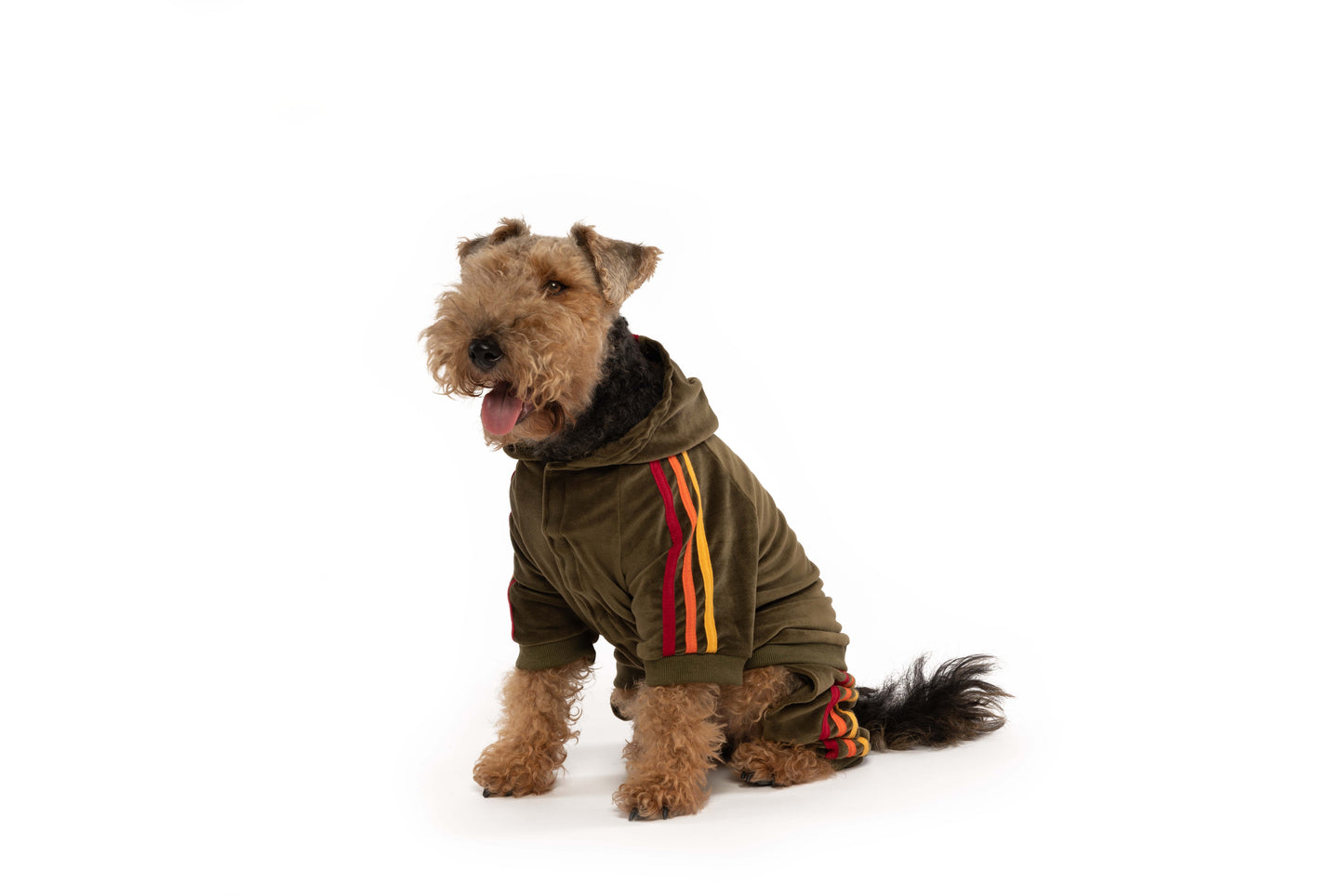 Velour Dog Jogger - Assorted Colors