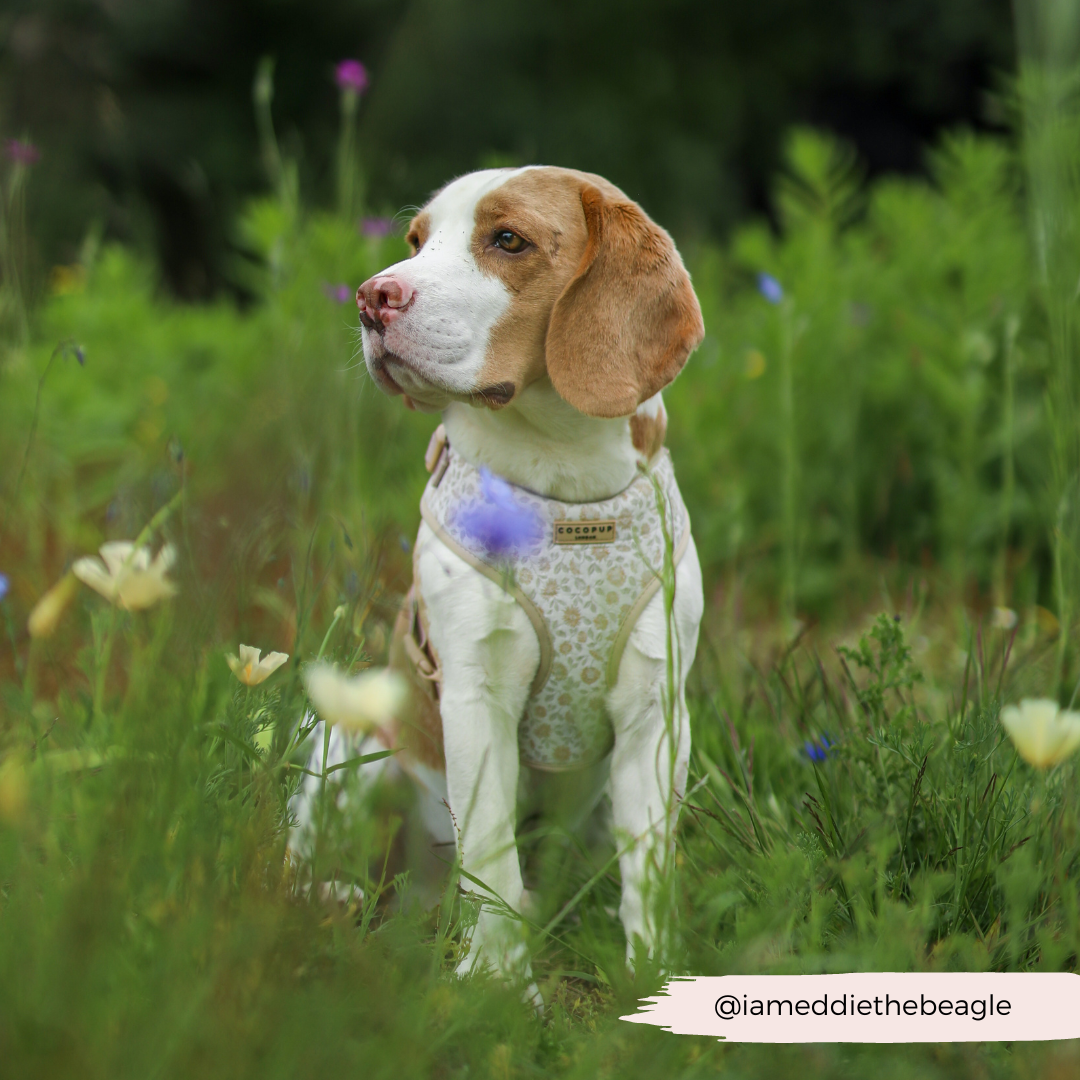 Luxe Adjustable Neck Harness - Garden Meadow