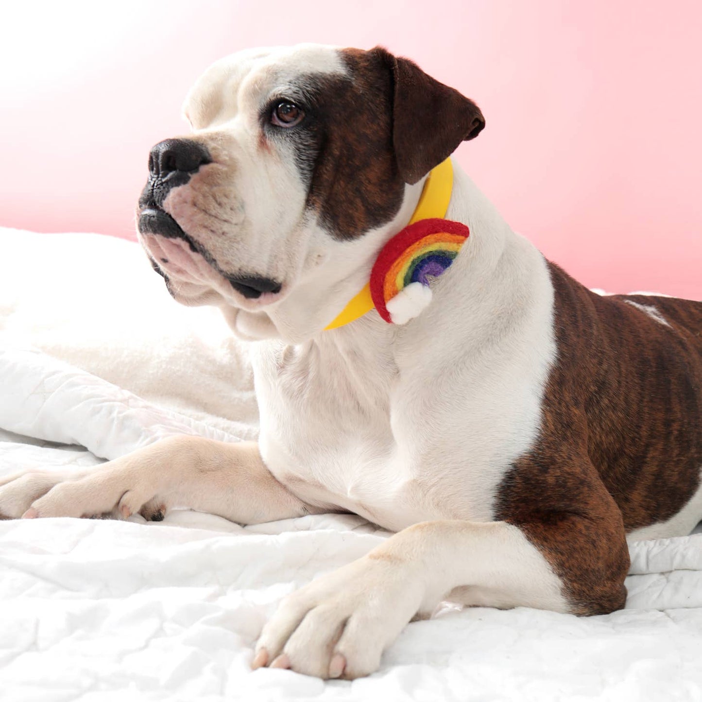 Rainbow Dog Collar Accessory - Pride Bold