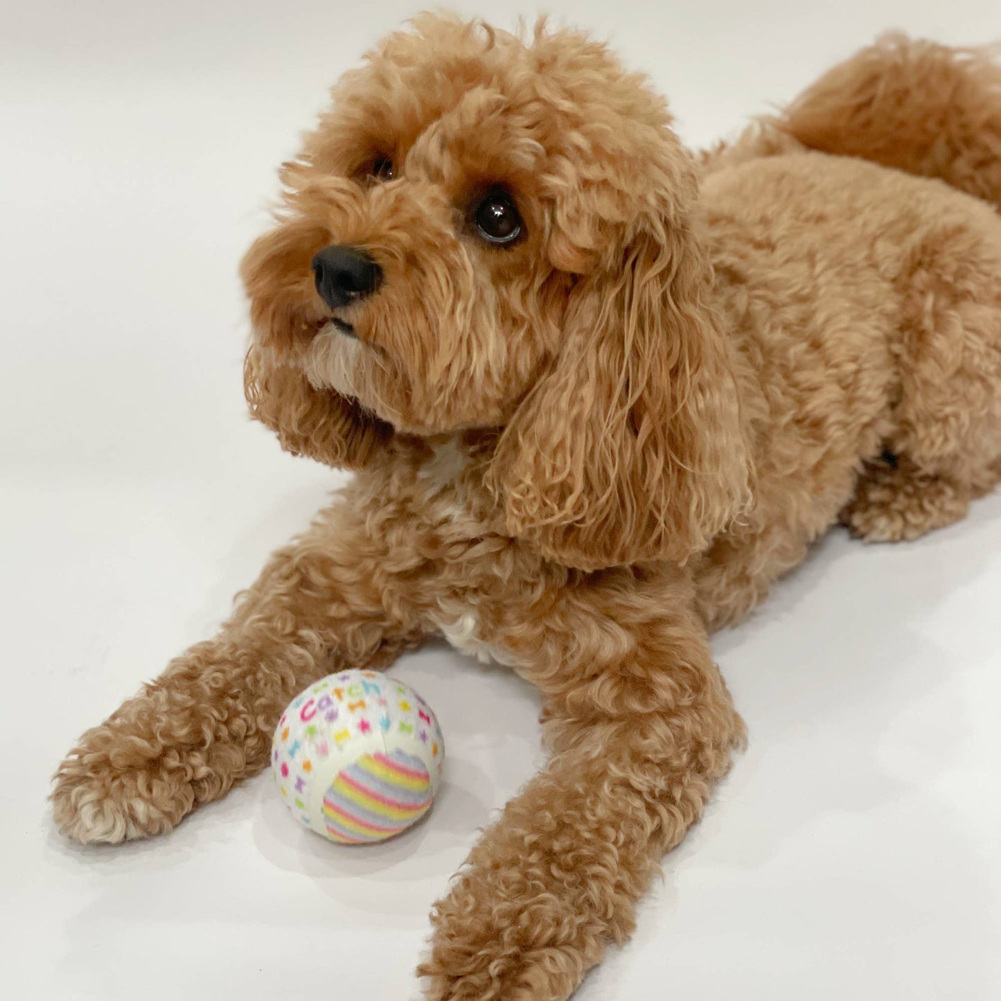 Busca, atrapa y juega con la pelota de tenis para perros