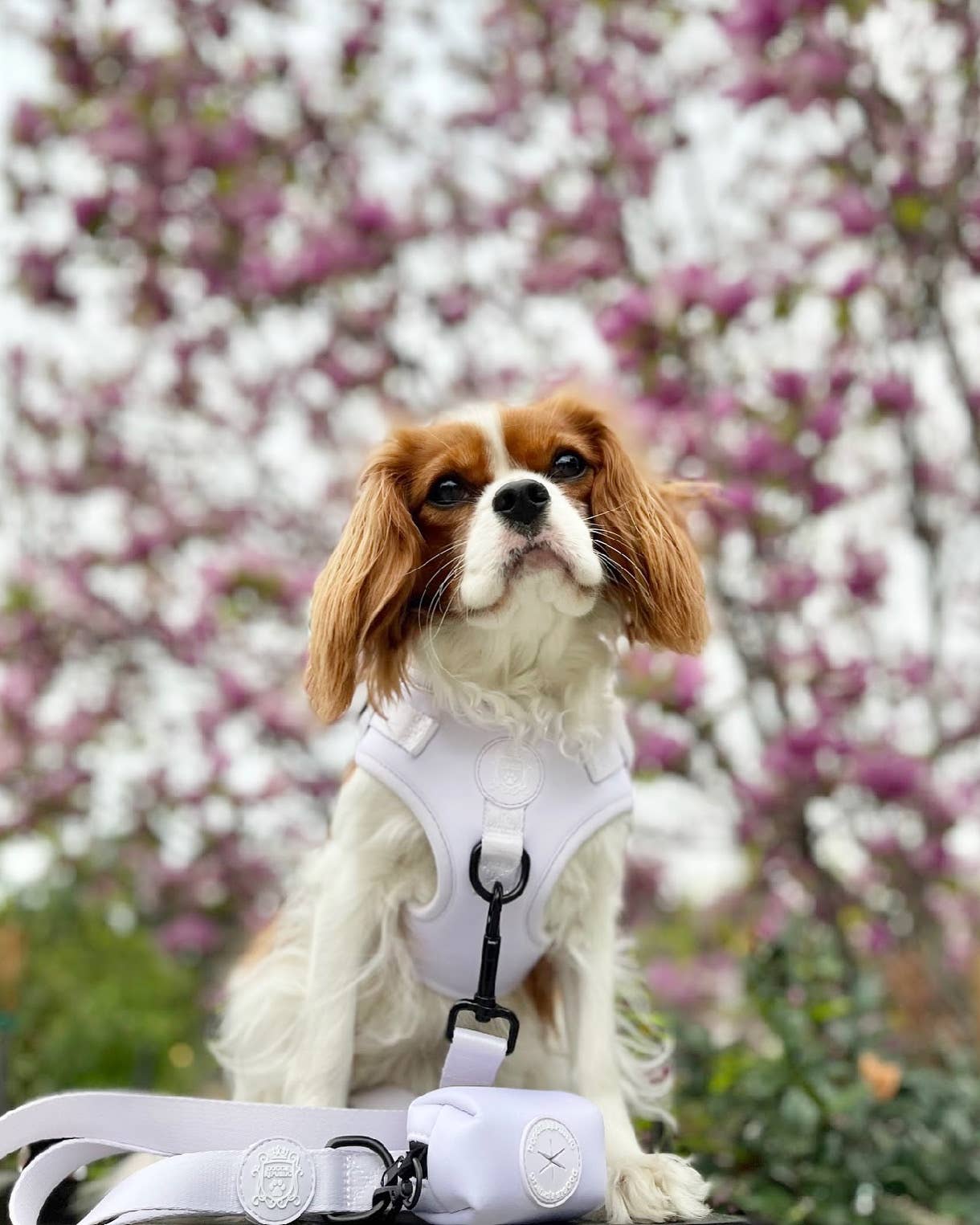 Doggie Sport Harness - I Lilac You A Lot