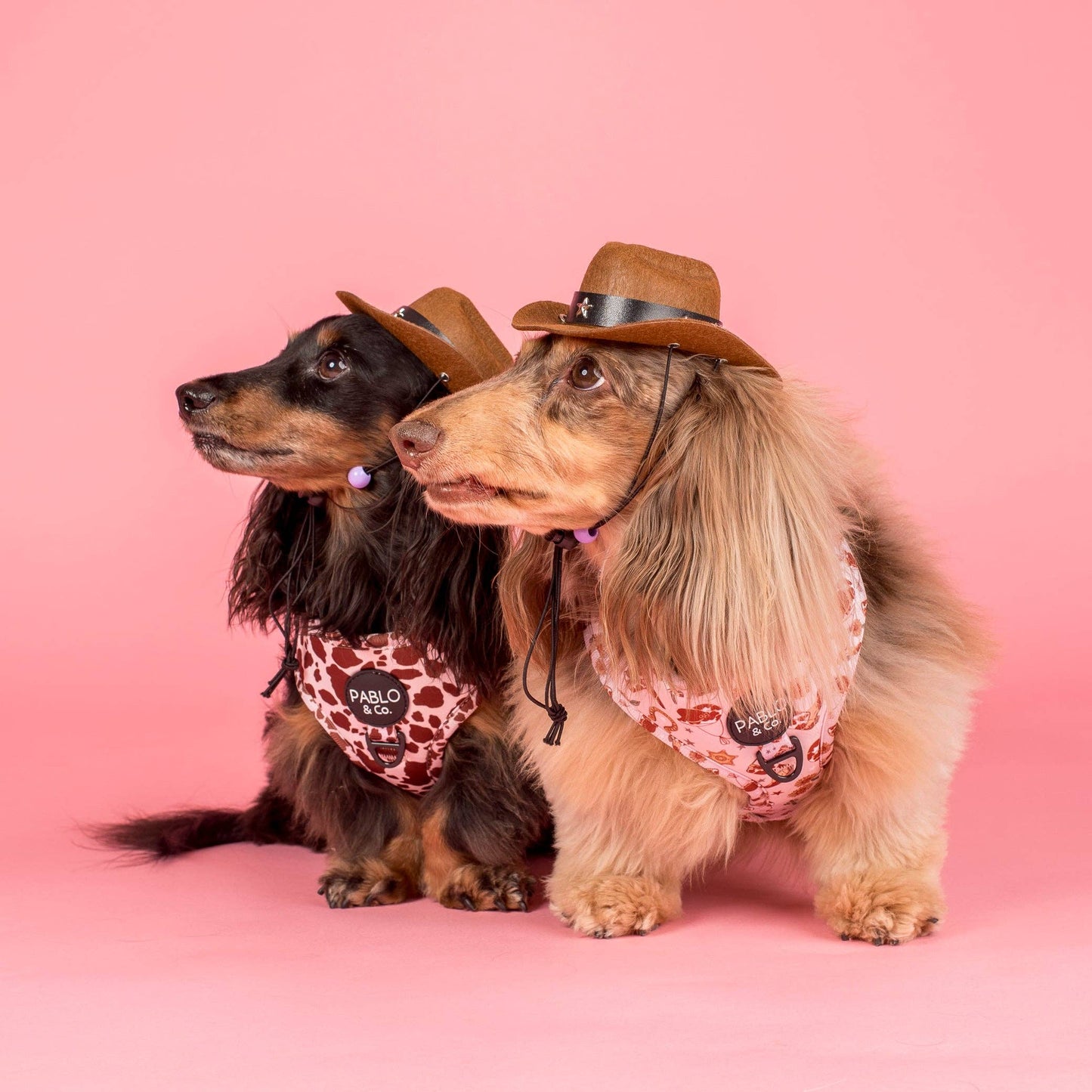 Howdy Adjustable Dog Harness
