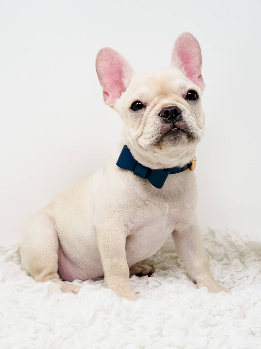 Conjunto de collar y correa para perros Signature - Azul marino