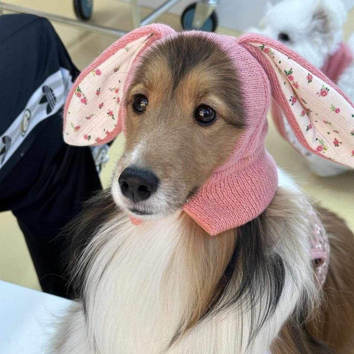 Ozzie - Cute Dog Hat